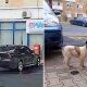 Un clujean și-a aruncat câinele din BMW și l-a abandonat în stradă. L-a scos din sac și a plecat fără remușcări