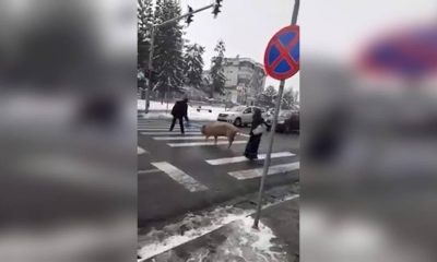 Cluj: Porc filmat pe trecerea de pietoni, în centrul oraşului Huedin 1