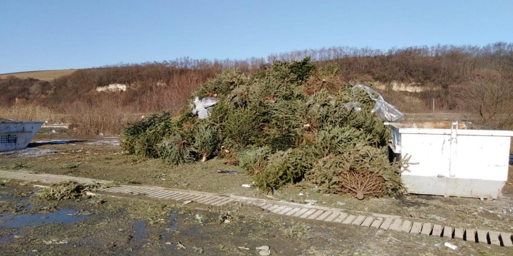Primăria Florești continuă colectarea brazilor de Crăciun. S-au strâns 5 tone până acum