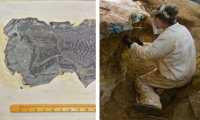 Cercetatorii de la UBB au descoperit cea mai veche fosila de biban de mare din Europa. - E fain la Cluj!