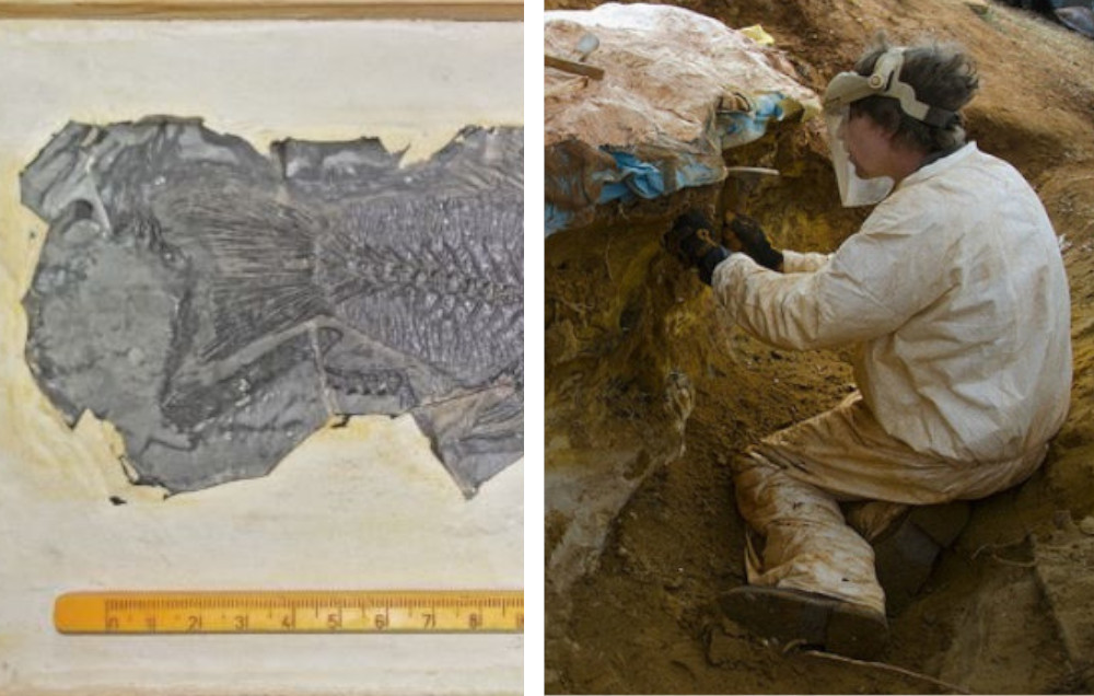 Cercetatorii de la UBB au descoperit cea mai veche fosila de biban de mare din Europa. - E fain la Cluj!