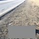 Cluj. Scene macabre pe drum. Câini morți pe marginea carosabilului de cel puțin două luni de zile