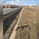 Scene macabre pe un drum european din Cluj: câini morți pe marginea carosabilului de cel puțin două luni de zile