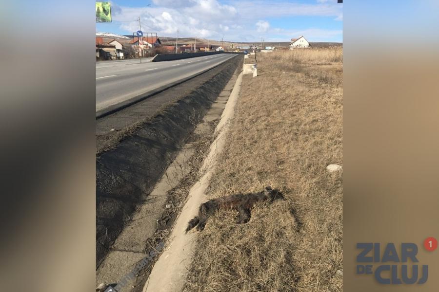 Scene macabre pe un drum european din Cluj: câini morți pe marginea carosabilului de cel puțin două luni de zile
