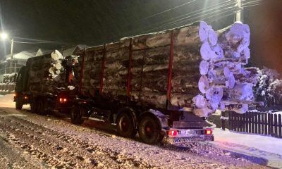 Șeful Gărzii Forestiere Cluj despre fenomenul tăierilor ILEGALE de arbori: NU va fi eradicat