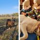 VIDEO. O asociatie din Cluj imbunatateste calitatea vietii umane prin terapia cu animale. Doua alpacale printre noii membri - E fain la Cluj!