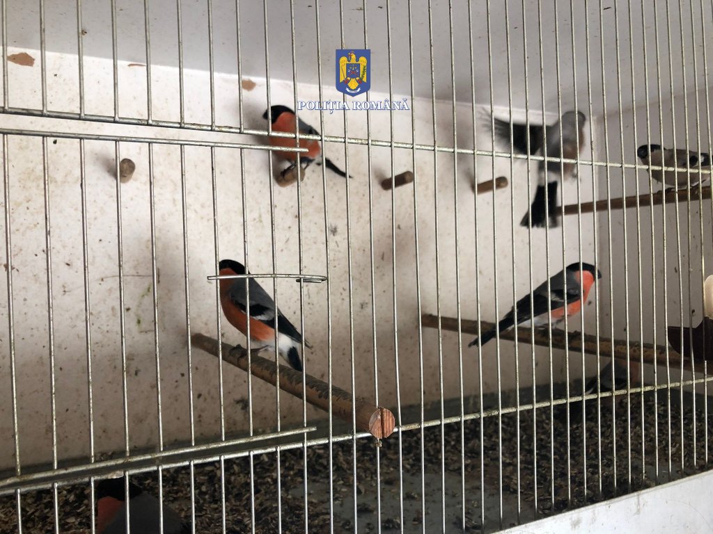 Cuști metalice cu păsări sălbatice, descoperite de polițiști în locuința unui clujean