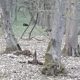 Cluj: Atenție pe unde vă plimbați. S-a întâlnit cu ursul în pădurea din Baciu