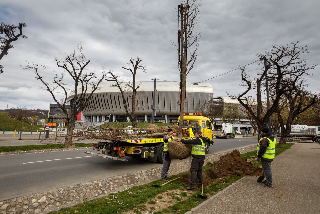 Clujul Verde: Peste 1.000 de arbori de talie mare vori fi plantați în această primăvară / Obiectivul: 100.000 până în 2030