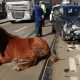 (Foto) Cluj: Cal lovit de o mașină pe Bulevardul Muncii