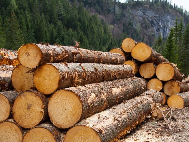 Material lemnos fără documente de exploatare, confiscat la Mărişel