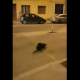 (Video) Castor filmat pe străzile din Cluj Napoca. Deși este specie protejată, autoritățile l-ar fi aruncat în apă, de la 10 metri