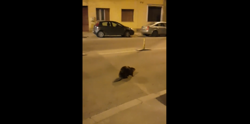 (Video) Castor filmat pe străzile din Cluj Napoca. Deși este specie protejată, autoritățile l-ar fi aruncat în apă, de la 10 metri