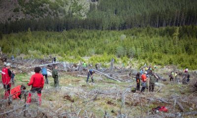 Acțiunea de împădurire de la Măguri-Răcătău, un real succes. Au fost plantați peste 3.000 de puieți