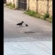 Luptă între un șobolan și o cioară în centrul Clujului