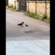 Video Cluj. Luptă între un șobolan și o cioară în centrul orașului