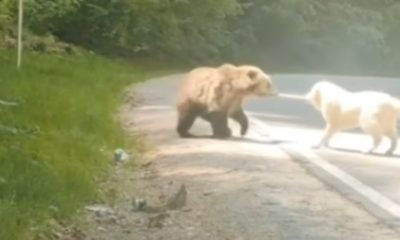(Video) Un urs și un câine ciobănesc s-au întâlnit pe valea Arieșului