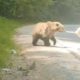 (Video) Un urs și un câine ciobănesc s-au întâlnit pe valea Arieșului