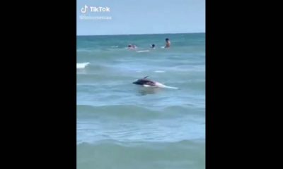 Delfin mort, filmat în Mamaia printre turiştii care înotau la malul Mării Negre