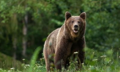 Mesaj RO-Alert în Cluj! Urs văzut între comunele Mărișel și Râșca