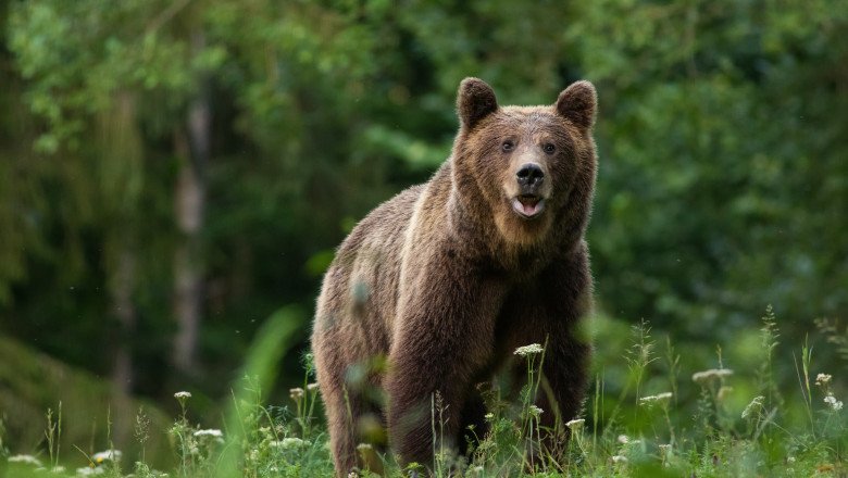 Mesaj RO-Alert în Cluj! Urs văzut între comunele Mărișel și Râșca