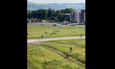 Video Cluj. Porc mistreț, fugărit cu câini printre blocuri în Florești