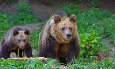 Atac al urșilor într-o localitate din Cluj! Au omorât 4 oi, pe una a mancat-o total