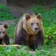 Atac al urșilor într-o localitate din Cluj! Au omorât 4 oi, pe una a mancat-o total