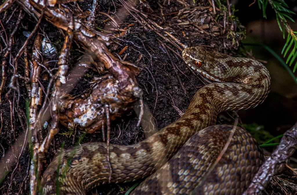 Salvamontiștii clujeni: „Întâlnirile cu şerpii pe munte devin din ce în ce mai dese” / Ce trebuie să faceți dacă sunteți mușcați de o viperă