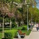 Tratamente fitosanitare pentru arborii din Cluj-Napoca