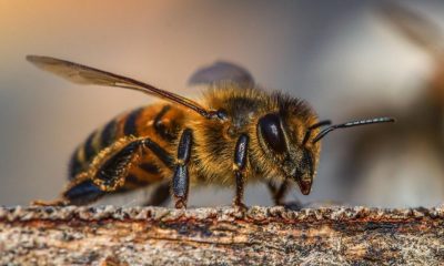 Un medic stomatolog a murit la scurt timp după ce a fost înţepat de o albină