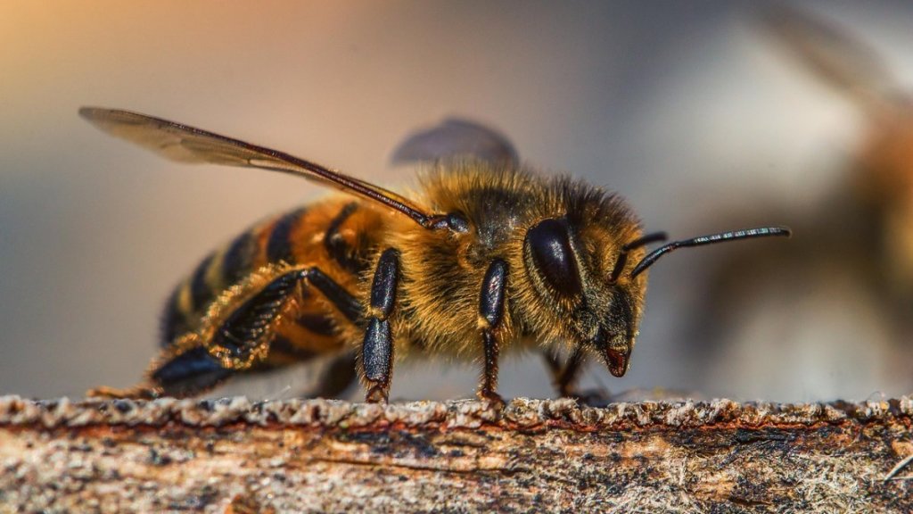 Un medic stomatolog a murit la scurt timp după ce a fost înţepat de o albină