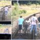 (Video) Un măgar și doi ponei au oprit trenul Oradea - Cluj. Pasagerii au coborât să-i alunge de pe șine 1