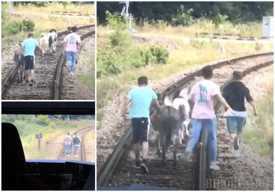 (Video) Un măgar și doi ponei au oprit trenul Oradea - Cluj. Pasagerii au coborât să-i alunge de pe șine 1