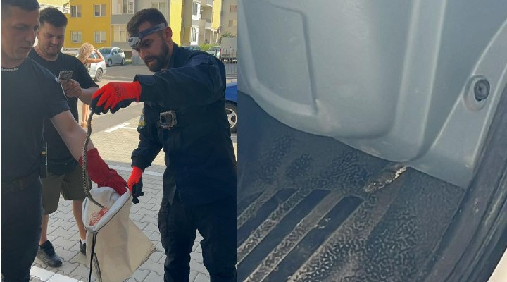 (Foto) Cluj: Un curier din Florești a găsit un șarpe în mașina de lucru