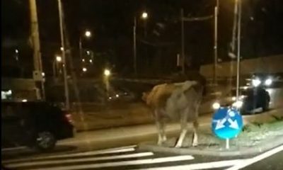 Imaginea săptămânii. O vacă s-a rătăcit într-un sens giratoriu din Cluj