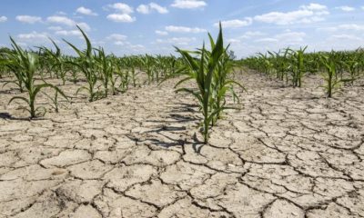 Peste 160.000 de hectare au fost afectate de secetă în România. Și Clujul este pe listă