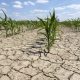Peste 160.000 de hectare au fost afectate de secetă în România. Și Clujul este pe listă