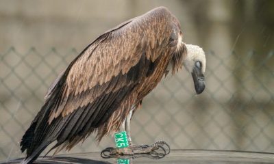 Vultur sur găsit la Sebeș. Specia de pasăre uriașă a dispărut din România la sfârșitul celui de-al Doilea Război Mondial (între anii 1940-1950)