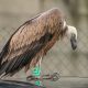 Vultur sur găsit la Sebeș. Specia de pasăre uriașă a dispărut din România la sfârșitul celui de-al Doilea Război Mondial (între anii 1940-1950)