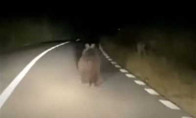 (Video) Un clujean s-a întâlnit cu ursul pe drum 1
