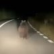 (Video) Un clujean s-a întâlnit cu ursul pe drum 1