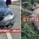 Lup uriaş lovit mortal de o maşină pe drumul dintre Cluj și Sălaj