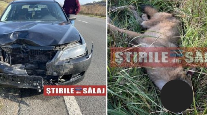 Lup uriaş lovit mortal de o maşină pe drumul dintre Cluj și Sălaj
