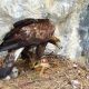 (Video) Impresionantele păsările răpitoare ale Munților Apuseni. Documentar realizat în perimetrul parcului natural 1