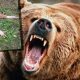 Viţel sfâşiat de urs într-o comună din Cluj. Primarul: "Ne e teamă că urşii pot să atace şi oamenii"