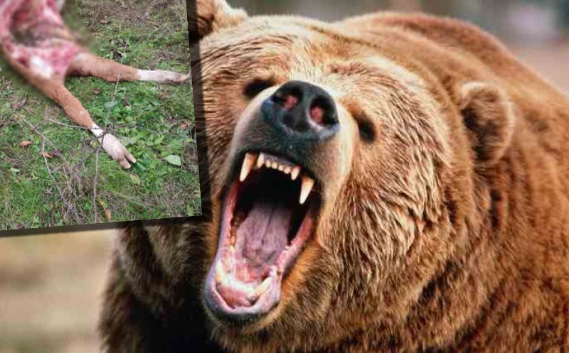 Viţel sfâşiat de urs într-o comună din Cluj. Primarul: "Ne e teamă că urşii pot să atace şi oamenii"