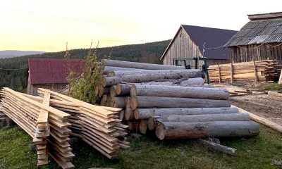 Pădurarul din Măguri-Răcătău, în arest preventiv. Tăieri ilegale de arbori, furt de lemn și delapidare în pădurile din Cluj