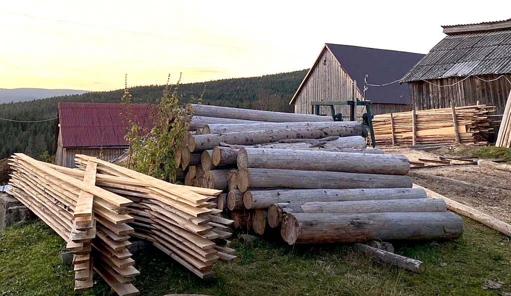 Pădurarul din Măguri-Răcătău, în arest preventiv. Tăieri ilegale de arbori, furt de lemn și delapidare în pădurile din Cluj