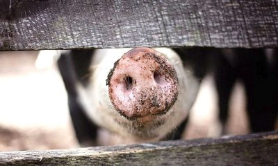 FĂRĂ curent la tăiatu' porcului în mai multe comune clujene. Supărare mare în Mociu, Frata, Cojocna și Apahida